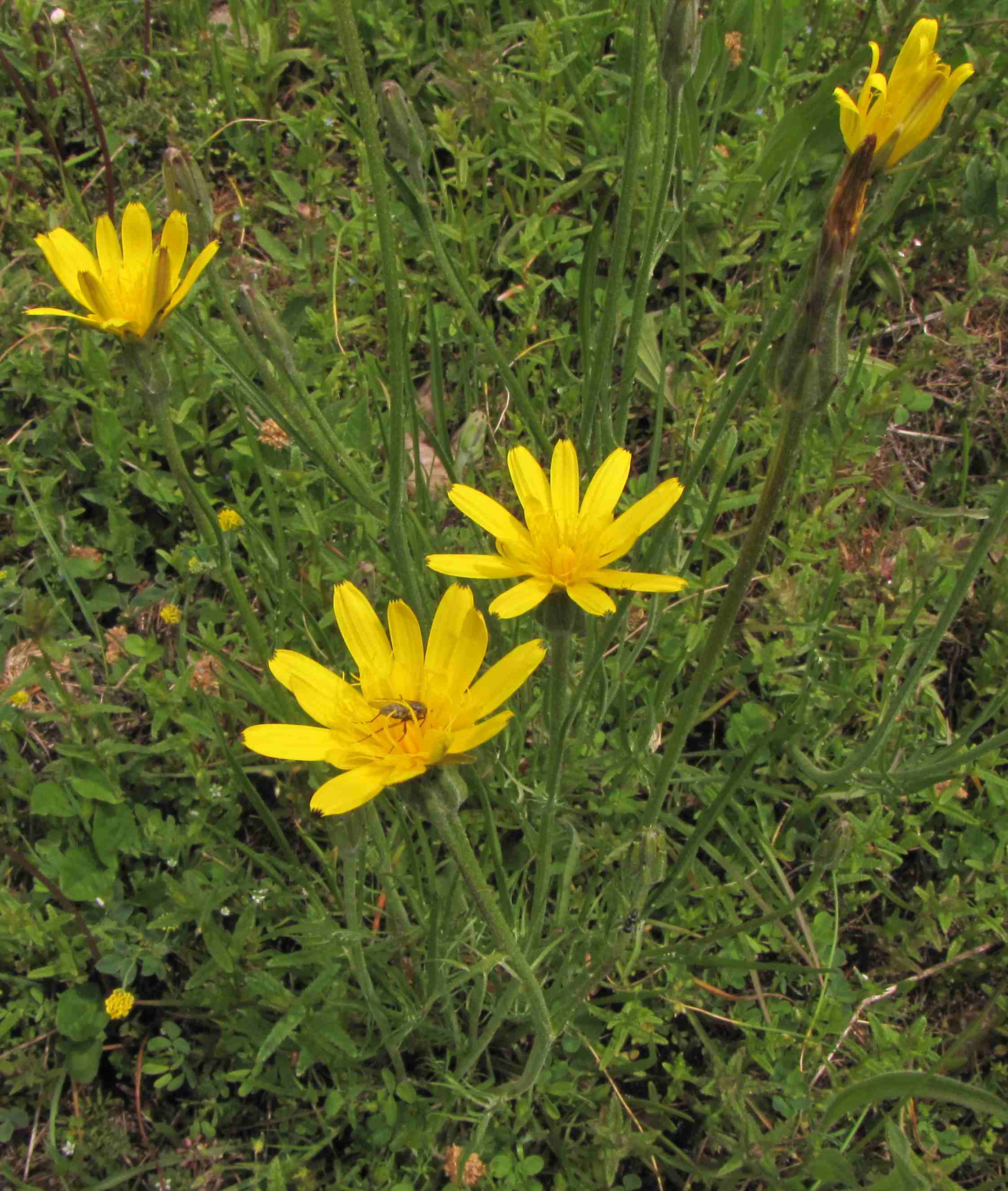 Scorzonera cana (=Podospermum canum) / Scorzanera delle argille